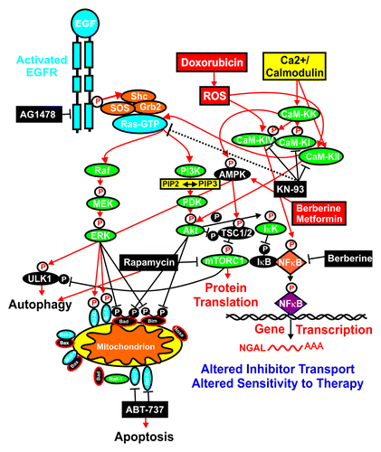 Figure 6. Overview of targeting of key pathways and effects on NGAL expression. Activation of many signaling cascades can occur after activation of the EGFR receptor or by treatment with doxorubicin, which induces reactive oxygen species (ROS) and the CaM-K cascade. The sites where certain signal transduction inhibitors (black rectangles) and the natural product berberine and the diabetes drug metformin are indicated. Berberine may activate AMPK (red rectangle) as well as inhibit NFκB (black rectangle). NGAL expression may alter the transport and efflux of certain small-molecule inhibitors, which, in some cases, may be deleterious to the cancer cell.