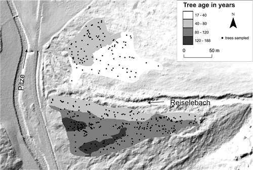 FIGURE 5 Age structure of the forest stand on the Reiselehnrinne cone. The oldest trees are located in the southern part of the cone whereas the trees north of the currently active channel are rarely older than 40 years.