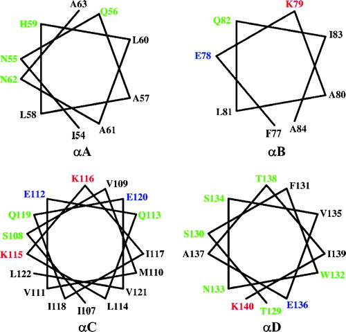 Figure 3. Helical wheels of helices αA, αB, αC and αD. All helices show amphipathic character. Residues on the hydrophobic face could interact with the lipid bilayer of the membrane while residues on the hydrophylic side may interact with residues from other monomers to form the oligomer. This Figure is reproduced in colour in Molecular Membrane Biology online.