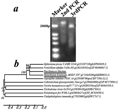 Fig. 2 Molecular analysis of rolP. a, PCR products of the rolP gene of the R147 strain by the Tail-PCR method. b, Phylogenetic analysis of rolP and its homologues from other fungal species.