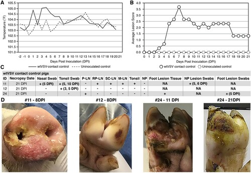 Figure 3. Clinical analysis of wtVSV-contact control pigs. (A) Average daily temperatures of wtVSV- contact control pigs compared to uninoculated controls. (B) Average lesion scores of wtVSV-contact control pigs compared to uninoculated controls on each day of the study. (C) Summary of RT-qPCR analysis performed to detect viral RNA in clinical samples collected throughout the study, indicating the presence (+) or absence (−) of viral RNA. P-LN – parotid lymph node; RP-LN – retropharyngeal lymph node; SC-LN – superficial cervical lymph node; M-LN – mandibular lymph node; NP – nasal planum; NA – Not Applicable because not present or collected; DPI - days post inoculation of principal infected pigs in which positive samples were detected in this group. (D) Representative pictures showing vesicular lesions in wtVSV-contact control pigs.