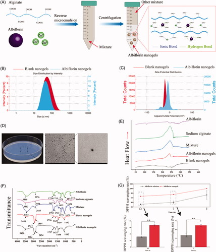 Figure 1. Mechanism and characterization of albiflorin nanogels. (A) Preparation of albiflorin nanogels. (B) Size distribution of albiflorin nanogels. (C) Zeta potential distribution of albiflorin nanogels. (D) Appearance and transmission electron microscope (TEM) microphotographs of albiflorin nanogels. (E) Differential scanning calorimetric thermogram. (F) Fourier transform infrared (FTIR) spectroscopy. (G) Antioxidant activities of albiflorin nanogels. **p< .01, compared with the albiflorin solution.