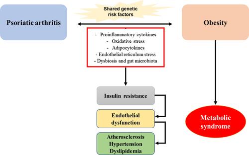 Figure 1 The link between inflammation, psoriatic arthritis, and metabolic syndrome; Obesity is one of the important components of metabolic syndrome and is a well-known risk factor for psoriatic arthritis. Both obesity and PsA share a complex relationship that is likely bidirectional. Increased pro-inflammatory cytokines, secretion of adipocytokines from adipose tissue, increased of oxidative and endoplasmic reticulum stress, and dysbiosis of intestinal microbiota all play a role in the development of MetS and increase the risk of cardiovascular disease in psoriatic patients.