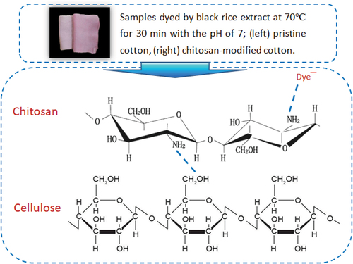 Figure 1. Probable mechanism of generating electrostatic attraction force among cellulose, chitosan and dye.