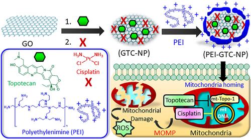 Figure 4 GO with PEI coverage coloaded with cisplatin and topotecan for mitochondria targeting of cancer cells.