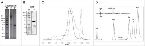 Figure 1. Biochemical and biophysical characterization of purified S. Newport COPS, FliC and end-linked glycoconjugate. (A) 5 μg of CVD 1964 FliC alone [F] and conjugated to CVD 1962 COPS [C] were assessed by SDS-PAGE with Coomassie staining. M = molecular weight marker. (B) 2 μg CVD 1964 FliC [F] detected by western blot using pan-Salmonella flagellin monoclonal IgG CB7IH2. M = molecular weight marker. (C) HPLC-SEC chromatogram with RI detection for CVD 1962 COPS (dash trace), CVD 1964 FliC (dot trace), and COPS:FliC conjugate (solid trace). (D) Dionex HPAEC-PAD analysis of depolymerized CVD 1962 COPS with the published Salmonella serogroup C2-C3 OPS structureCitation1 inlaid