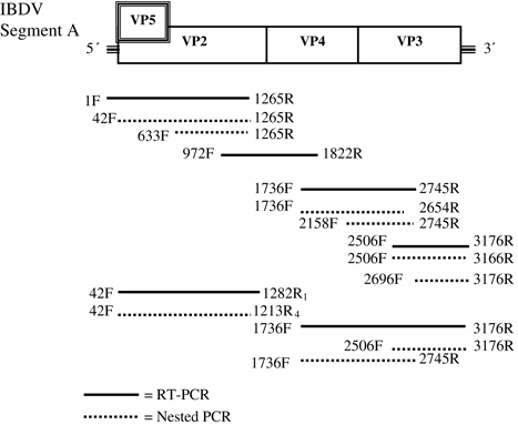 Figure 1. Diagram representing primer pair positioning used in an overlapping and nested format to sequence the genome of IBDV segment A (VP2, VP3, VP4 and VP5). Numbers depict the first nucleotide position bound by the primer in accordance with numbering by Bayliss et al. (Citation1990); F, forward primer; R, reverse primer.