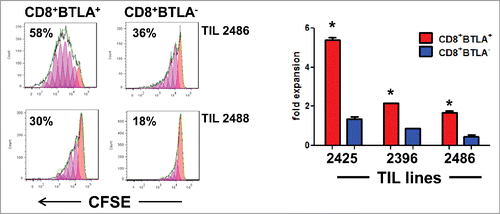 Figure 2. CD8+BTLA+ TIL have enhanced proliferation in response to IL-2 stimulation compared to the CD8+BTLA− subset. Sorted CD8+BTLA+ and CD8+BTLA− TIL subsets were labeled with carboxyfluorescein succinimidyl ester (CFSE) and cultured at a density of 1 × 106/mL with high-dose IL-2 for 5 d (3,000 IU/mL) (n = 4). (A) Histograms showing percentages of proliferating cells from 2 lines (top). The absolute number of cells in each subset was determined using trypan blue exclusion and graphed as fold expansion (bottom). * indicates significance (P < 0.05) as determined by the Student t test.