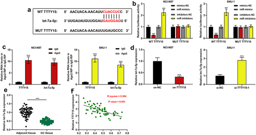 Figure 3. TTTY15 directly targets let-7a-5p. (a) The binding sites between TTTY15 and let-7a-5p were predicted using the online database StarBase. (b) WT TTTY15 and MUT TTTY15 luciferase reporter vectors were co-transfected with let-7a-5p mimics (miR mimics) or let-7a-5p inhibitors (miR inhibitors) into NCI-N87 and SUN-1 cells, respectively, and luciferase activity of the cells was used to validate the predicted binding site. (c) RIP assay was performed to validate the binding relationship between TTTY15 and let-7a-5p. (d) qRT-PCR was used to detect the effects of TTTY15 overexpression and knockdown on let-7a-5p expression in GC cells. (e) qRT-PCR was used to detect let-7a-5p expression in 59 pairs of GC tissues and para-cancerous tissues. (f) Pearson correlation analysis of the correlation between let-7a-5p and TTTY15 expressions in GC tissues. All of the experiments were performed in triplicate. *** P < 0.001.