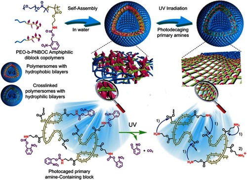 Figure 6 Design of BCP vesicles exhibiting concurrent phototriggered “traceless” crosslinking and vesicle membrane permeabilization. PEO-b-PNBOC amphiphilic BCPs self-assemble into polymersomes with the hydrophobic bilayer containing carbamate-caged primary amine moieties. UV irradiation triggers decaging reactions and the release of primary amine functionalities, prominent amidation reaction then occurs because of a suppressed amine pKa within the hydrophobic vesicle membrane, resulting in vesicle crosslinking instead of vesicle-to-unimer disassembly. 1) Enhanced amidation within the hydrophobic microenvironment. 2) Unreactive primary amines because of protonation. Reprinted from Wang X, Liu G, Hu J, Zhang G, Liu S. Concurrent block copolymer polymersome stabilization and bilayer permeabilization by stimuli-regulated “traceless” crosslinking. Angew Chem Int Ed Engl. 2014;53(12):3138–3142. Copyright 2014, with permission from John Wiley and Sons.Citation68