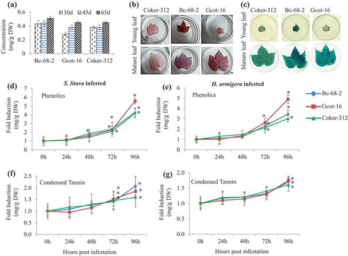 Figure 3. The effect of gossypol, phenolics and condensed tannin in different cotton varieties. (a) Basal concentration of gossypol level in the leaf tissues of cotton varieties at different growth stages (30, 45 and 65 days). Values are averages of nine independent replicates ± SD. (b) Histochemical staining for phenolics after 15 min of staining (Vanillin-HCl) in young & mature leaf of Coker-312, Bc-68-2 and Gcot-16 cotton. (c) Histochemical staining for proanthocyanidin accumulation in young & mature leaf after 30 min of staining (DMACA) of Coker-312, Bc-68-2 and Gcot-16 cotton. (d-e) The effect of chewing pest infestation on phenolics accumulation in leaf tissue of Coker-312, Bc-68-2 and Gcot-16 cotton at 0 h, 24 h, 48 h, 72 h and 96 h post infestation. Significant differences between control and treatment are indicated by * = P < 0.05. (f-g). The effect of chewing pest infestation on condensed tannin in leaf tissue of Coker-312, Bc-68-2 and Gcot-16 cotton at 0 h, 24 h, 48 h, 72 h and 96 h post infestation. Significant differences between control and treatment are indicated by * = P < 0.05.