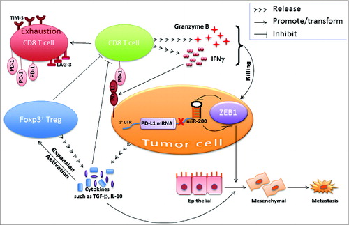 Figure 1. Dangerous liaison between epithelial–mesenchymal transition and immunosuppression. The microRNA-200–ZEB1 axis instigates the interplay between cancer cells and immune cells in the tumor microenvironment.