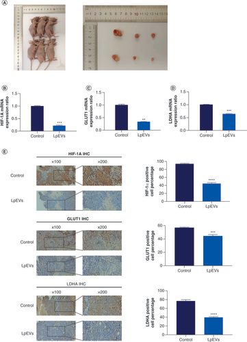 Figure 6. Lacticaseibacillus paracasei extracellular vesicles suppress the growth of colorectal cancer xenografts in nude mice. (A) Representative pictures from each group. The mRNA expression levels of (B) HIF-1α, (C) GLUT1 and (D) LDHA were estimated with quantitative real-time polymerase chain reaction assays. (E) Immunohistochemical staining of tumor tissue and analysis of the expression levels of HIF-1α, GLUT1 and LDHA. Scale bar: 100 μm. All experiments were repeated three times at least.**p < 0.01; ***p < 0.001; ****p < 0.0001.