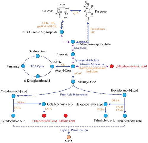 Figure 5. Schematic overview of the proposed metabolomics pathway of high fructose diet-treated mice based on serum metabolites analysis by GC-MS. Metabolites in red and blue represent an increase and not detected, respectively. The blue and orange words are pathway’s and enzymatic names, respectively.Figura 5. Panorama esquemático de la vía metabolómica propuesta para ratones alimentados con una dieta alta en fructosa, basado en el análisis GC-MS de los metabolitos del suero. Los metabolitos en rojo y azul representan un incremento, y no detectado, respectivamente. Las palabras escritas en azul y naranja representan las vías y los nombres enzimáticos, respectivamente.