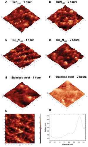 Figure 3 Atomic force microscopy topography images of: (A) platelets on titanium (Ti) boron (B) nitride (N)0.95 film after 1 hour of incubation time (scan size 20 × 20 μm); (B) platelets on TiBN0.95 film after 2 hours of incubation, with a size of 20 × 20 μm (three-dimensional images) – circles indicate the formation of platelet aggregation; (C) platelets on TiB0.9N0.95 film after 1 hour of incubation; (D) platelets on TiB0.9N0.95 film after 2 hours of incubation time; (E) platelets on stainless steel, as control material, after 1 hour of cell adhesion; (F) platelets on stainless steel after 2 hours of incubation; (G) platelets on TiB0.9N0.95 film after 1 hour of incubation, corresponding to (C) (two-dimensional image). (H) Arbitrary cross section of image shown in (G).