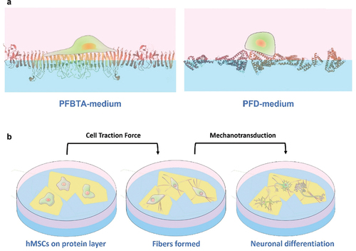 Figure 15. a) Stronger protein denaturation on PFBTA (compared to PFD) creates a densely packed protein monolayer; the monolayer resists CTF, so it is perceived by cells as a stiffer substrate. on PFBTA, hMSCsspread, formed strong focal adhesions, and activated mechanotransducive signalling. on PFD, hMSCs only formed dynamic adhesions. b) on PFO, CTF exerted by hMSCs deformed protein monolayers into one-dimensional fibers. the fibers influenced hMSC morphology, activating mechanotransducive neuronal differentiation.