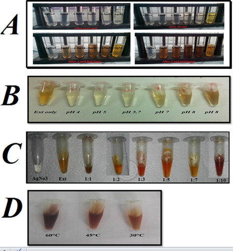 Figure 1. Color change of reaction mixture of synthesized Sq-AgNPs. (A). Color change of Sq-AgNPs at different concentration of AgNO3. (B). color change of Sq-AgNPs at different at pH, (C). Color change of Sq-AgNPs at different ratio of plant extract and AgNO3 solution, (D). Color change of Sq-AgNPs synthesized at variable temperatures.