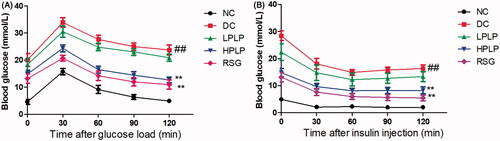 Figure 2. Effect of PLP treatment on the parameters of glucose tolerance and insulin resistance in db/db mice. Oral glucose tolerance test (OGTT) was carried out after six weeks of PLP treatment in all groups (A). Intraperitoneal insulin tolerance test (IPTT) was carried out after six weeks of PLP treatment in all groups. Data are shown as the mean ± SD (n = 8). ##p < 0.01, DC group vs. NC group; **p < 0.01, drug-treated group vs. DC group.