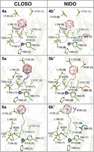 Figure 6. Binding positions of compounds containing the closo and nido cluster, respectively, in the CA IX-mimic active site. The compounds are depicted in lines with carbon atoms coloured differently: 4a (hot pink), 4 b− (brown), 5a (slate), 5 b− (orange), 6a (marine), and 6 b− (deep teal). Protein is shown in green cartoon representation and interacting residues are highlighted as sticks. The zinc ion is represented by the grey sphere. Polar contacts are represented as black dashed lines, and coordination bonds are marked as red dashed lines. The numbers in parentheses give the number of contacts with a distance between the ligand and protein atoms less than or equal to 4 Å. Changes in interaction between the corresponding closo (a) and nido (b−) cluster-containing compounds are in bold, and additional interacting residues are highlighted by carbon colour corresponding to the one of the interacting compound.