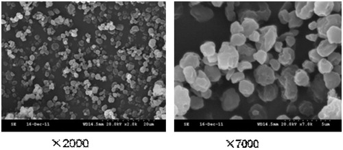 Figure 5. SEM images liposomal OP dry powders.