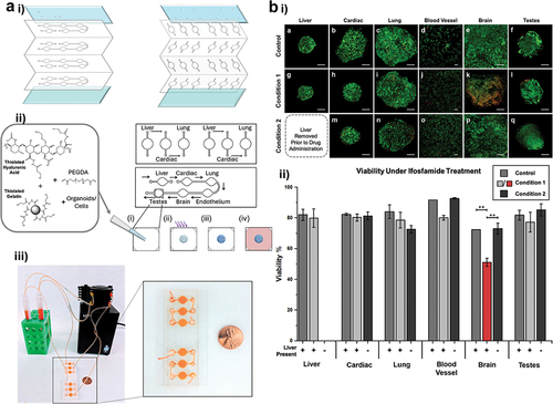 Figure 3. Overview of a humanized multi-organ on-a-chip platform for drug metabolism and toxicity testing. (ai) Schematic designs for 3 and 6 integrated organoid systems. (aii) Pipetting assay schematics for a thiolated-hydrogel-based cell 3D culture. (aiii) Photography of a multi-organ system with external fluid flow control. (b) Viability study of the effects of ifosfamide on a 6-organoid system (bi) Counterstain of life (calcein AM) and death cells (ethidium homodimer 1) of all 6 organs in the system. condition 1 and 2 are treatment with 1 mM ifosfamide but in condition 2 the liver was removed before treatment. (bii) Quantification of life/dead staining, viability is shown as percentage. [Adapted with permission from [Citation43]].