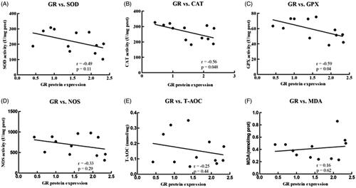 Figure 2. Pearson’s correlation of hepatic nuclear GR protein expression with hepatic antioxidant enzyme activity, as well as NOS, T-AOC and MDA level in goats. (A) SOD versus the nuclear expression of GR protein in the liver; (B) CAT versus the nuclear expression of GR protein in the liver; (C) GPx versus the nuclear expression of GR protein in the liver; (D) NOS versus the nuclear expression of GR protein in the liver; (E) T-AOC versus the nuclear expression of GR protein in the liver; (F) MDA versus the nuclear expression of GR protein in the liver. Data were analysed using Pearson’s model with SPSS (SPSS version 21.0 for Windows; SPSS Inc., Chicago, IL). All data are presented as the mean ± SD. n = 6/group. The results indicate a significant correlation based on the P-value at the 0.05 and 0.01 levels. CAT: catalase; GPx: glutathione peroxidase; GR: glucocorticoid receptor; MDA: malondialdehyde; NOS: total nitric oxide synthase; T-AOC: total antioxidant capacity; SOD: superoxide dismutase.