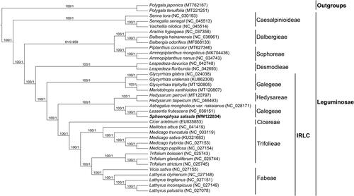 Figure 1. Phylogenetic tree reconstructed by maximum-likelihood (ML) and Bayesian inference (BI) analysis based on the whole chloroplast protein-coding genes of these 36 species.