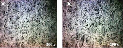 Figure 6. The inverted microscope images of (a) un-irradiated and (b) irradiated face mask samples at dose of 25 kGy.