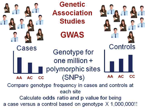 Figure 3. Genome Wide Association Studies (GWAS) require a large number of cases matched for demographics with a large number of controls. Each individual is genotyped at one million or more polymorphic sites in their genome and the distribution of genotypes at each locus is compared in cases and controls. Finding a genotype whose frequency is different between cases and controls with a p value < 5 × 10−8 indicates a susceptibility locus for the disease (ie, a genetic variant that increases risk).