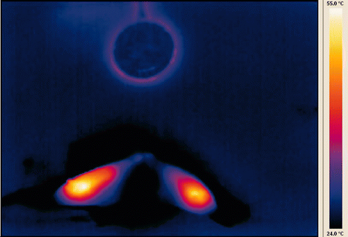 Figure 5. Infrared image captured immediately after completion of injection and bisection of specimen. Concentration was 4 mol/L with injection volume of 750 µL. Baseline tissue temperature is below 24°C and central portion of injection is at the peak of the scale, 55°C. A warmed US quarter dollar coin (24 mm diameter) was included in the same focal plane to serve as a size reference.