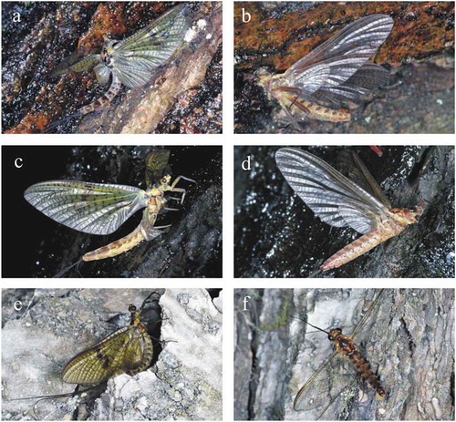 Figure 4. Mayflies trapped by the real brown (a–b), painted black (c–d) and painted white (e–f) vertical sticky barks in experiment 3. (a, c) Female Ephemera danica subimagoes. (b–d) Female Rhithrogena semicolorata subimagoes. (e) Male Ephemera danica subimago. (f) Male Epeorus silvicola imago