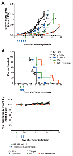 Figure 6. In vivo effect of mAb 8B6 + topotecan on tumor growth and event-free survival in IMR5 xenograft model. NSG mice bearing (A) human neuroblastoma IMR5 xenograft were treated with vehicle (PBS, i.p.), topotecan alone (0.36 mg/kg i.p.), control IgG alone (150 µg, i.v.), mAb 8B6 alone (i.p.), or topotecan + mAb 8B6, as indicated. Administration of mAb 8B6 or control antibody treatment started on day 7 after IMR5 cells inoculation and was repeated once on day 11. Topotecan or PBS treatment were started on day 7 and given 5 consecutive days. Tumor growth was monitored and tumor volumes were calculated. Mean tumor volume ± SEM of each treatment group (PBS group, 9 mice; all other groups, 10 mice) are depicted (* p < 0.05 for mAb 8B6 against mAb 8B6 + topotecan, ** p < 0.01 for topotecan against mAb 8B6 + topotecan), as indicated. (B) Event Free Survival Kaplan-Meyer curves were analyzed by log-rank Mantel-Cox test, where p < 0.5 was considered significant. The p values reported refer to the combination treatment compared to vehicle / control antibody / topotecan / mAb 8B6. * p < 0.05, ** p < 0.01, *** p < 0.001. (C) Mean weight for each treatment group, as indicated. Mean weight of mice on day 0 was defined as 100% weight. Weight in each group remained stable for the period of treatment. Data are presented as the mean ± SEM.