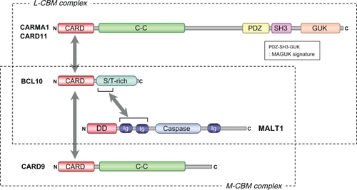 Figure 1 L-CBM complex and M-CBM complex.