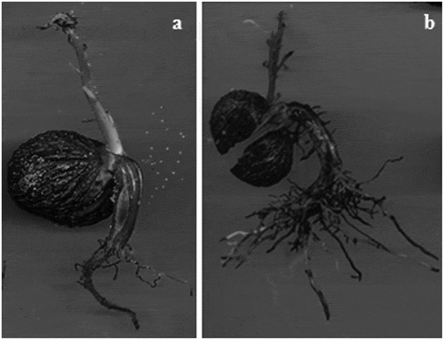 Figure 4. Deficiencies of normal weak seedlings. (a): vigorous primary root, weak secondary roots, damaged terminal bud, and necrosis in some axillary buds. (b): vigorous primary and secondary roots, healthy terminal bud and necrosis in axillary buds.