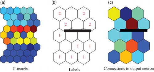 Figure 7. U-matrice (a), labels (b) and weights to output neuron (c) by the conventional SOM for the Senate data.