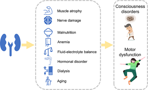 Figure 2 Schematic illustration of the reasons and mechanisms of falls in CKD patients. These images are our originals, and the icons in them are freely available icons, originating from WPS office software.