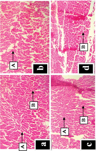 Figure 3. (a-d). Effect of Geophila obvallata on histology of the liver of rats after 28 days of extract administration (Haematoxylin and eosin staining; X 100). Key: a = Normal control showing normal hepatic histology; b = Administered with 100 mg/kg body weight of GOE, showing normal hepatic structure; c = Administered with 500 mg/kg body weight of GOE, showing normal hepatocytes; d = Administered with 1000 mg/kg body weight of GOE, showing abnormal hepatic structure (A) central veins (B) hepatic sinusoids.