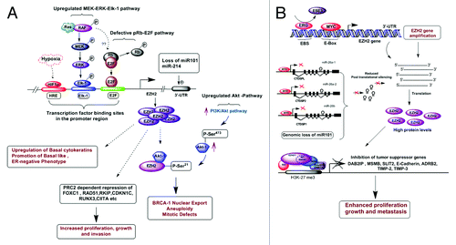 Figure 2. Molecular insights into EZH2 driven breast and prostate tumorigenesis. (A) In breast cancer cells EZH2 expression is regulated by several factors such as hypoxia induced HIFα, pRB-E2F and MEK-ERK-Elk1 pathways. Genomic loss of miR101 and miR214 also up-regulates EZH2 expression. Elevated EZH2 levels leads to the transcriptional repression of several tumor suppressor genes such as FOXC1, RAD51, RKIP, CDKIC, RUNX3, CIITA etc, by PRC2 mediated H3K27 trimethylation. High EZH2 protein levels are associated with increased expression of phospho-Akt1 (Ser473) and decreased nuclear localization of phospho-BRCA1 (Ser1423). EZH2 mediated nuclear shuttling of BRCA-1 protein in ER negative basal like breast cancer cells is one of its PRC2 independent functions (others described in Fig. 1B). Nuclear retention of BRCA-1 protein leads to aneuploidy, aberrant mitosis and genomic instability, which ultimately promotes tumorigenesis. (B) In prostate cancer cells, four molecular mechanisms are reported to be responsible for EZH2-amplification or overexpression of the EZH2 gene including deletion of its negative regulator miR-101, transcriptional regulation by MYC and ETS gene family members. MYC binds upstream of EZH2 promoter and induces EZH2 expression. Interestingly MYC represses the transcription of CTDSPL, CTDSP2 and CTDSP1 which harbor miR-26a and miR-26b. Repression of miR-26a and miR-26b contribute additionally to EZH2 overexpression as miR-26a and miR-26b would be unavailable to destabilize EZH2 mRNA by binding specifically to the EZH2 3'-UTR in RISC complex. Furthermore, ETS transcriptional network also regulates the expression of EZH2. Epithelial-specific ETS factor ESE3 represses EZH2 expression whereas ERG, binds to the promoter of EZH2 and competes with ESE3 for promoter occupancy opposing its effects. EZH2 overexpression leads to H3K27 methylation associated silencing of critical tumor suppressor genes such as DAB2IP, MSMB, SLIT, TIMP-2, and TIMP-3, which contribute to increased growth, proliferation and invasive phenotype of prostate cancer cells.