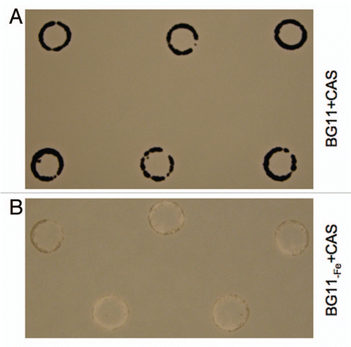 Figure 1 Siderophore production by Fremyella diplosiphon in response to iron limitation. SF33 cells were spotted on (A) BG11 plates containing Chromeazurol S (CAS), i.e., BG11 + CAS or (B) BG11-Fe + CAS, grown for 15 days under white illumination of 20 µmol m−2 s−1, and imaged.