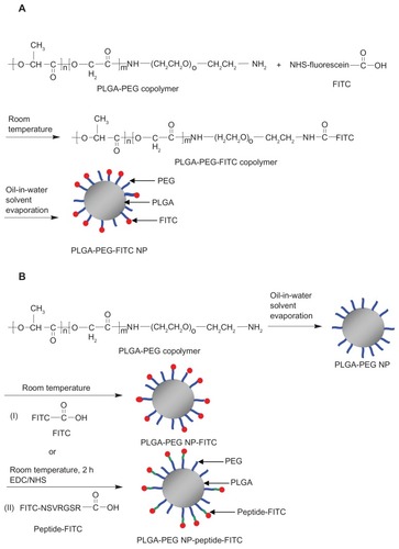 Scheme 2 Synthesis of (A) PLGA-PEG-FITC and (B) PLGA-PEG NP-FITC or PLGA-PEG NP-peptide-FITC nanoparticles.Abbreviations: PLGA, poly(D,L-lactide-co-glycolide); PEG, poly(ethylene glycol); FITC, fluorescein isothiocyanate; NP, nanoparticle; NSVRGSR, NR7 peptide; EDC, ethyl- 3-(3-dimethylaminopropyl) carbodiimide hydrochloride; NHS, N-hydroxysuccinimide.