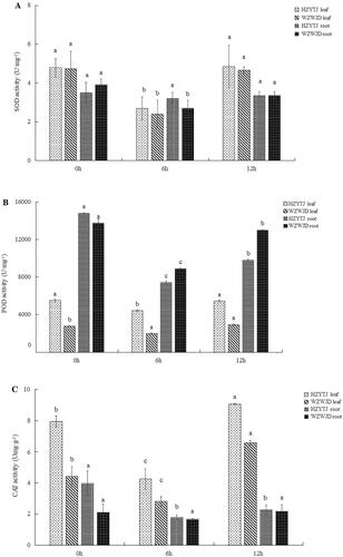 Figure 1. Changes in SOD (A), POD (B) and CAT (C) activity (U·mg−1 fresh weight) in leaves and roots of common bean varieties ‘WZWJD’ and ‘HZYTJ’ during 10% PEG-simulated drought stress and rewatering. Samples (leaves and roots) were collected at three time points, specifically, when untreated (0 h), when wilting after treatment (6 h after treatment), and after transfer to 1/2 Hoagland solution rehydration treatment (12 h after transfer). Error bars are standard errors of the mean from three biological replicates. The different letters indicate significant differences at p < 0.05 (student’s t-test).