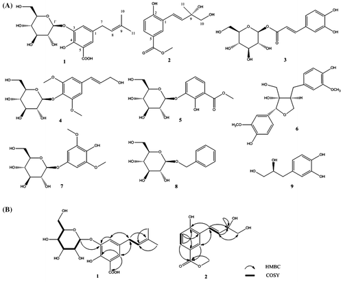 Fig. 1. Structures of compounds 1–9 (A) and 1H-1H COSY and HMBC correlations (B) of compounds 1 and 2.