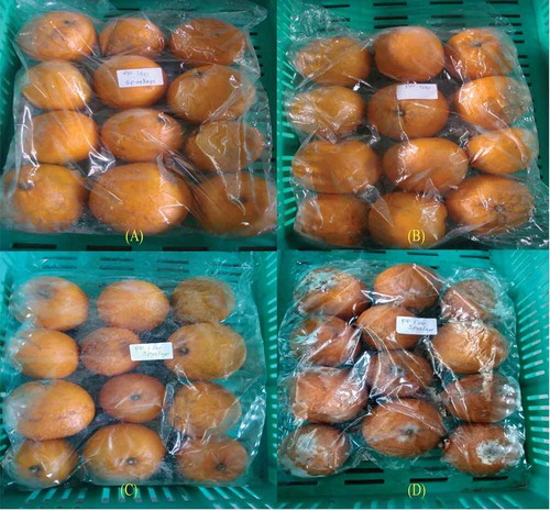 Figure 2. Fruit packed in PP-film (25 μ) (A) 30 days after cold storage; (B) 45 days after cold storage; (C) 60 days after cold storage and (D) 75 days after cold storage