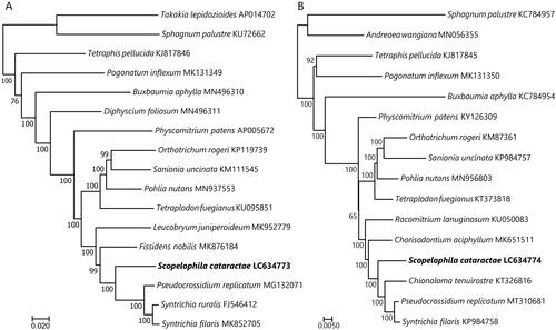 Figure 1. Maximum-likelihood trees of mosses inferred from the 79 chloroplast (A) and 38 mitochondrial (B) protein-coding sequences. Bootstrap values of 1,000 replicates by RAxML are shown on the branches. The root is arbitrarily placed on the branch leading to the clades that include members of the genera Sphagnum, and Takakia or Andreaea.