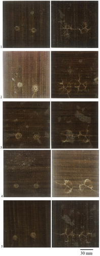 Figure 10. Photographs of the impact side and back side of the composite surface after impact test: 1- laminate, 2- 1%NH2 laminate, 3- 2%NH2 laminate, 4- 1%Cl laminate, 5- 2%Cl laminate.