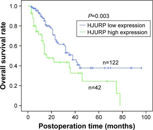 Figure 2 Correlation between HJURP expression and the overall survival rate. Survival curves representing low and high HJURP expressions were displayed by Kaplan–Meier method and statistical significance was analyzed by log-rank test (P=0.003).