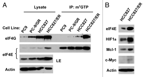 Figure 5. Erlotinib-resistance cells exhibit elevated eIF4F assembly (A) and expression of oncogenic proteins regulated by the cap-dependent translation (B). (A) Whole-cell protein lysates prepared from the given cell lines were used for m7GTP pull-down assay followed with western blot analysis to detect the indicated proteins. LE, long exposure. (B) Whole-cell protein lysates were prepared from the indicated cell lines and then used for western blot analysis to detect the given proteins as indicated.