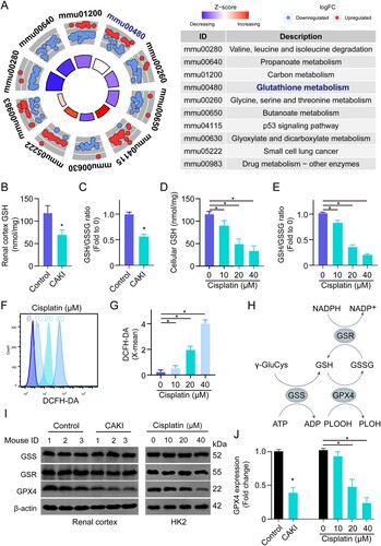 Figure 1. Cisplatin induces dysregulation of GSH metabolism in the renal tubules. (A) The enriched signaling pathways in cisplatin-induced kidneys using KEGG analysis, mmu: Mus musculus. (B, C) The total GSH level and GSH/GSSG ratio in the renal cortex of kidneys from saline (Control) or cisplatin-induced acute kidney injury mice (CAKI). (D, E) The total GSH and GSH/GSSG ratio levels in HK2 cells treated with different doses of cisplatin. Data are presented as mean ± S.E.M., *p<0.05. (F, G) The ROS level and quantification in HK2 cells treated with different doses of cisplatin. (H) Schematic illustration showing the GSH metabolism pathway. (I, J) The protein expressions of GSS, GSR, and GPX4 in the renal cortex of the kidneys from saline or cisplatin-treated C57BL/6J mouse (n = 3 per group) or in the cell lysate of PBS or cisplatin-treated HK2 cells using immunoblot. Statistical significance between the two groups as indicated was determined using an unpaired two-tailed Student’s t-test. The experiments were repeated at least in triplicate.