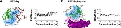 Figure 1 The interactions of PTX-Rq-heparin based on molecular simulations.Notes: (A) The binding conformation of PTX and Rq after 20 ns simulation using Gromacs. (B) The binding conformation of PTX, Rq, and heparin after 20 ns simulation using Gromacs. PTX is indicated in green, the cell penetrating group of Rq in red, the affinity group of Rq in blue, and heparin in purple.Abbreviations: Arg, arginine; PTX, paclitaxel; RMSD, root mean square deviation; Rq, RRRRQWWQW.