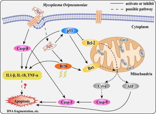Figure 9. Scheme diagram of a proposed mechanism for MO-induced extrinsic and intrinsic apoptosis in MH-S cells. On the one hand, MO infection induces caspase-8-dependent caspase-3-mediated extrinsic apoptosis. On the other hand, MO infection activates apoptosis via p53- and ROS-dependent Bax/caspase-9/caspase-3-mediated intrinsic pathways, or AIF-mediated caspase-independent pathway. Furthermore, MO infection promotes expression of proinflammatory IL-1β, IL-18, and TNF-α in a caspase-8-, p53-, and ROS-dependent fashion, implying a potential link between MO-induced inflammation and apoptosis